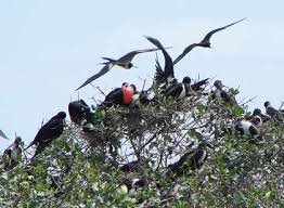 Isla de los Pájaros